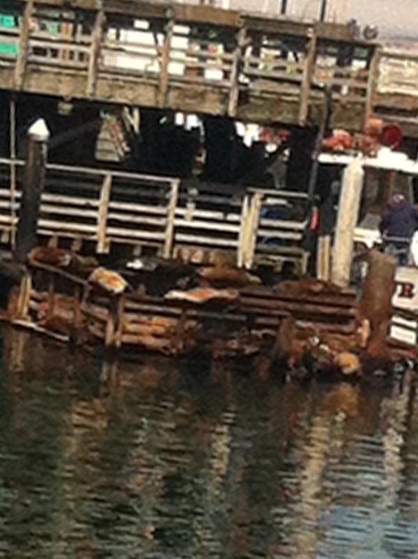 idlemick's tweet photo. Seals @ Monterey marina http://t.co/WUEQKlvU