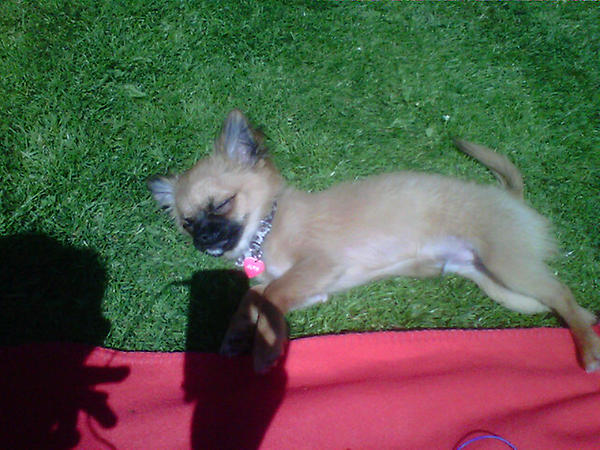 _alfiebear's tweet photo. Me catching some rays in the garden with @beccacashmore and the family 26/5/2012 http://t.co/q5hCSBkO