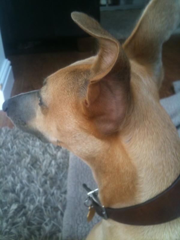 WeirdWhippet's tweet image. #whereswhippet