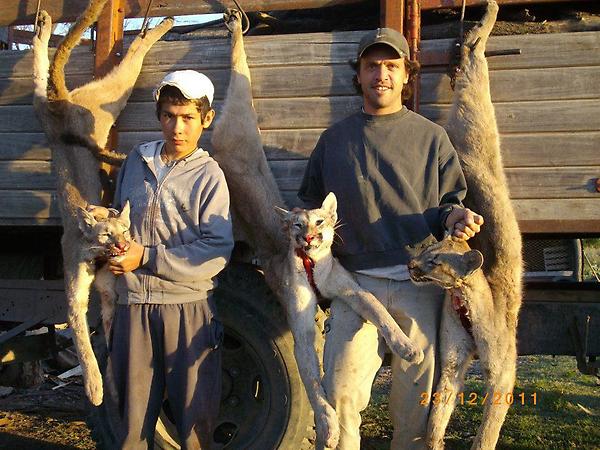 Reorganizar Crítico temblor Rafael Martínez on Twitter: "El puma es un animal en peligro de extinción y  símbolo de Chile. Él es Diego Fernández y los mata. RT @tv_mauricio  http://t.co/jxC0ESA7" / Twitter