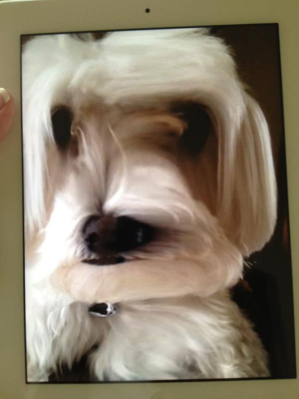 c33jurgens's tweet image. #ipadproblems #princetheo @Brenna42589