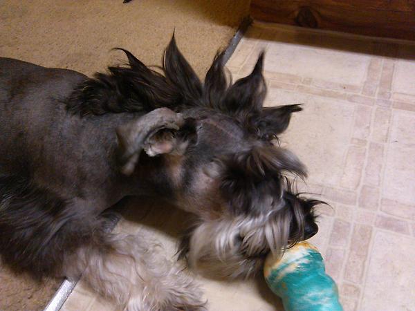 Chingon2daMax's tweet image. @Chingon2daMax. My gladiator