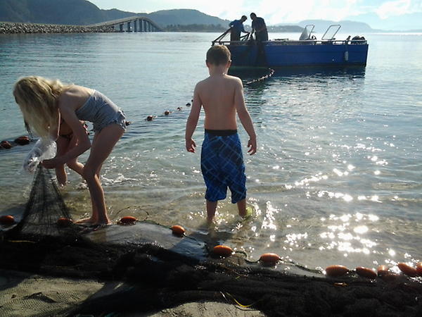 Fangsten ble bra og badebarna er meget ivrig på å hjelpe til.