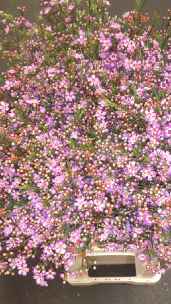 More and more avalible..... Good quality! Check the web-shop for the best prices