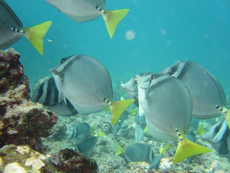 ¿Sabía que la #ReservaMarinaGalapagos es la más grande de América? ayúdenos a preservarla