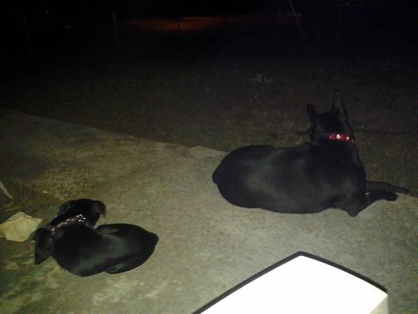 alinlightened's tweet image. Watchdogs. #weezywee #nikkibaby