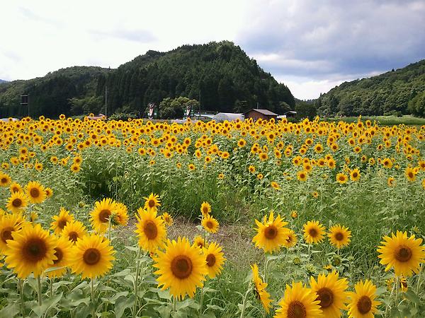 koutau's tweet photo. ひまわりめっちゃきれい!夏の風物詩やな(^^) http://t.co/GfGdIknb