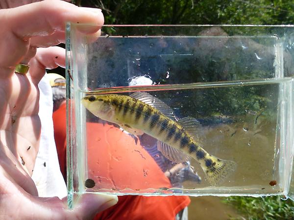 TNAQsci's tweet image. Photos from our #Conasauga trip are up on #Facebook. tinyurl.com/8fxym6l Here's a sneak peak. #aquaticconservation