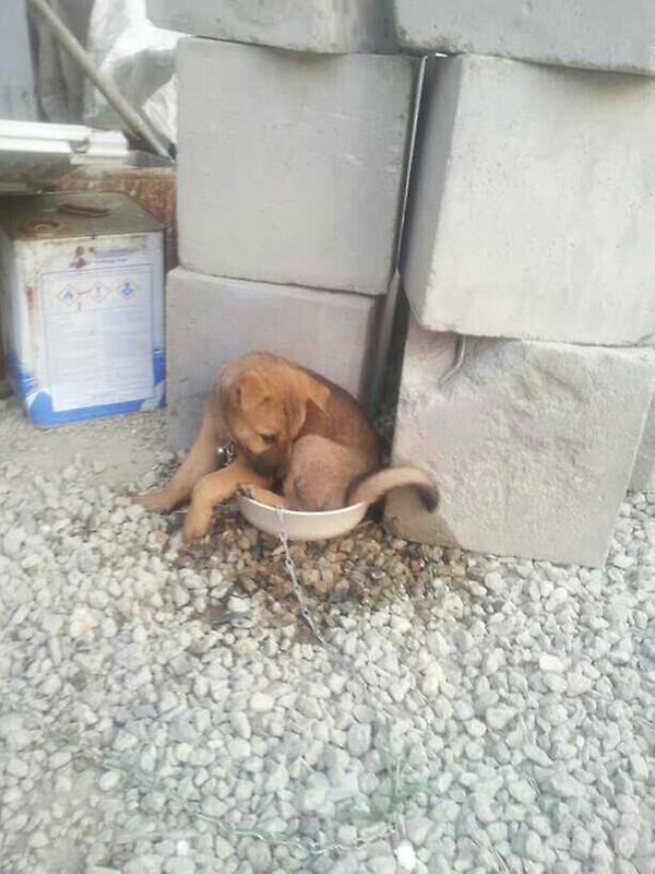 onesview's tweet image. 마시라고 떠줬더니 왜들어가는거냐.. 너도 워터파크 가고싶은게냐?