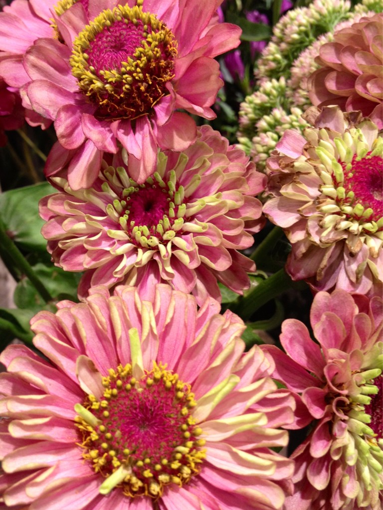 Hana Kichi Shirakawa 最近切り花のジニアがとても魅力的です このお花を使って近々レッスンします Http T Co 505g6ykj Http T Co Enopj6ti Twitter