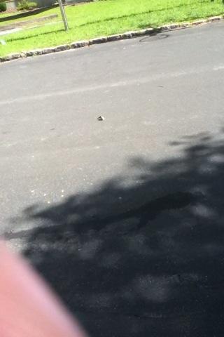 RandyFeerick's tweet image. Just saw 2 bees mating