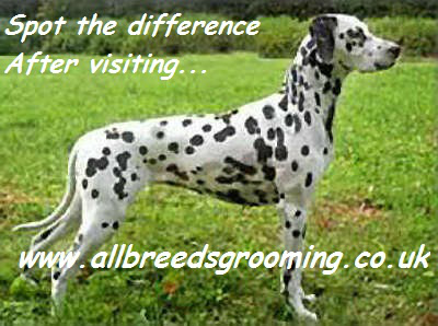 Maria Parnell (@allbreedsgroom) on Twitter photo 