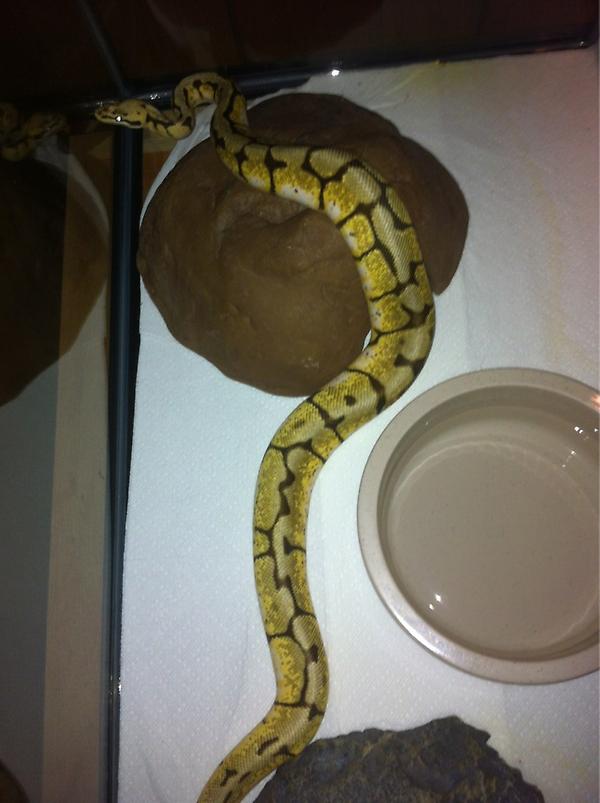 jstodder's tweet image. Sam is wide awake, and I am going to bed. Nocturnal pets...