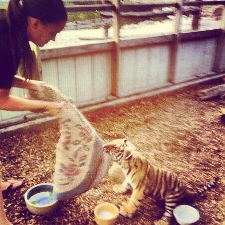 #tiger #tugofwar #zoo #ontario