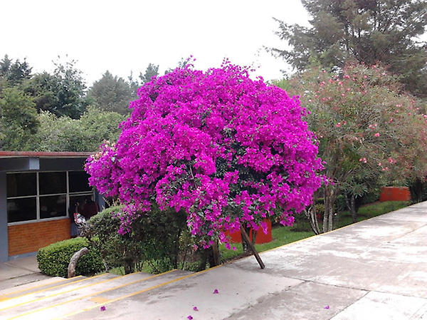 CbtisNo86's tweet photo. Unas de las bugambilias del #CBTis86 http://t.co/zrHqw4xw