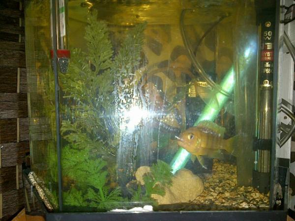 Iamwhorje's tweet image. Meet my fish Borors she eats a lot more than the other fishes. #fishpet #aquarium