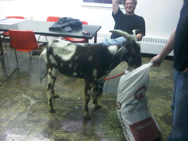 danaditomaso's tweet image. Intern scored me a goat! #unitb #internwin (cc @joyce_byrne)