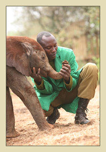 Orphaned baby elephants.  Slaughtering for ivory tusks for China.  Only 300,000 left.     sheldrickwildlifetrust.org/asp/orphans.asp