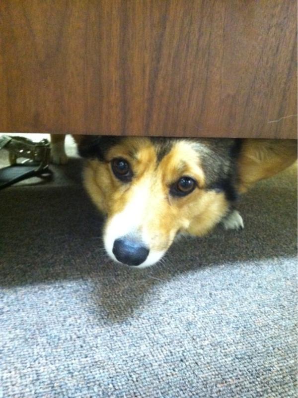 ChefAlliSosna's tweet photo. Your corgi moment of zen http://t.co/o3Cmscv1