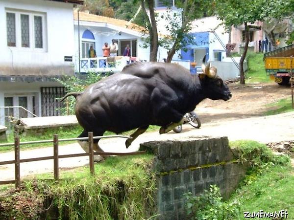zumemanet's tweet photo. Bull the bodybuilder... http://t.co/hAUy7FPP