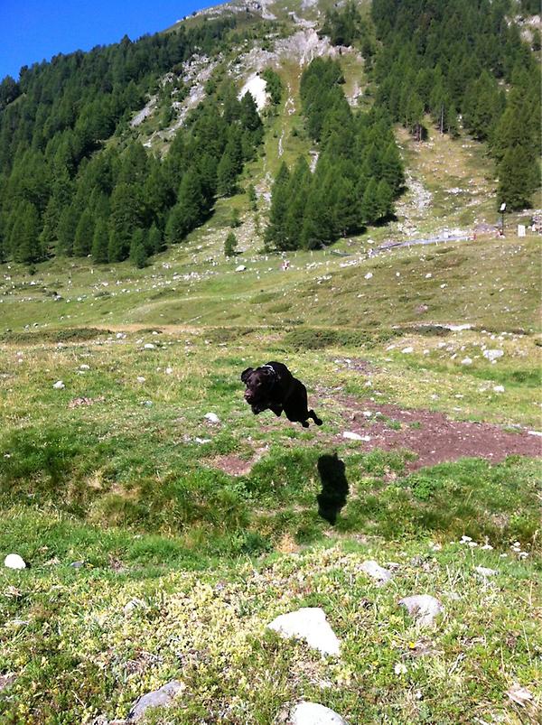 fabio sala tweet media