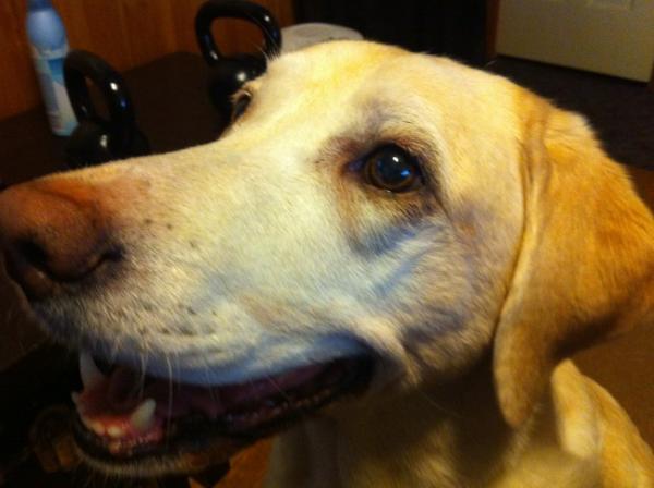 RonSansone's tweet image. #SearchLab has a long head, which should remind you to consider your long-tail keywords for #SEO targeting &amp;amp; content