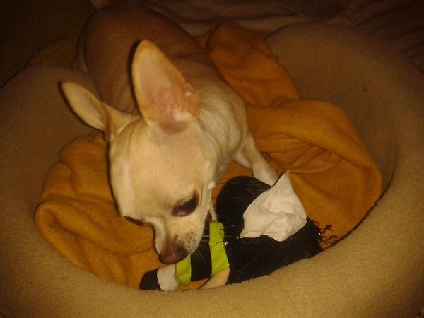 DomiLattimore's tweet photo. @jacquelinegaete amiiii la Sara se esta devorando mi bellota sin piedad!!!! http://t.co/mIhkcWa8