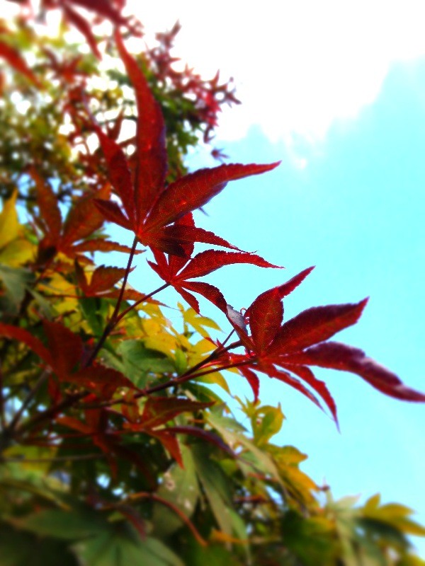 xue510's tweet photo. 秋の先取りヾ(＠⌒ー⌒＠)ノ http://t.co/YakMUOLu