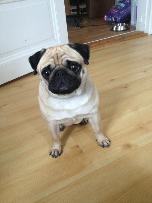 Vilken s&ouml;t hund jag &auml;r hundvakt &aring;t. http://t.co/piwPeD0p<a href="/tag/songpop"class="tags"><span>#songpop</span></a>