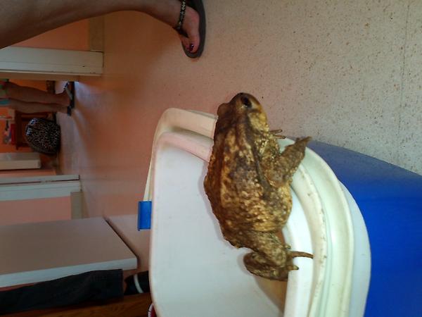 yeities_pliego's tweet photo. @MarioSurtan loocooooo ke alfina me traio un sapo jajajaja http://t.co/cR4ecxcT
