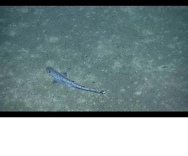 tweetant's tweet photo. Can anybody identify this fish please? Some kind of dogfish? Caught on @EVNautilus live feed http://t.co/oh7msCN4