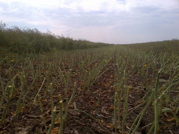 AnnexAgro's tweet image. S tol variety in same Prod Advancement Trial-hard to find sclero infected plant.  #weightforit #Protector