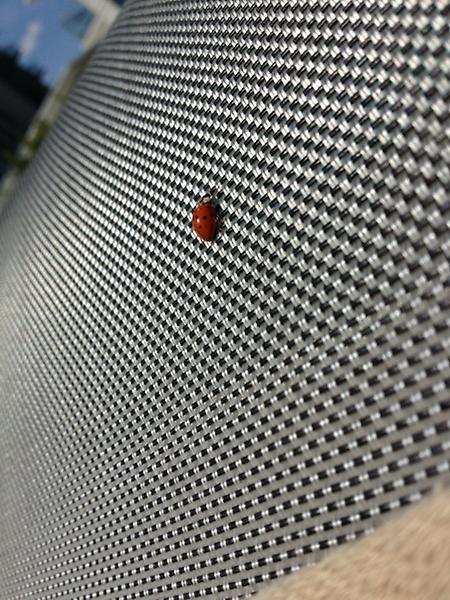 stoneali's tweet image. @dinamanzo @llutarewych look what keeps landing on my chair #projectladybug