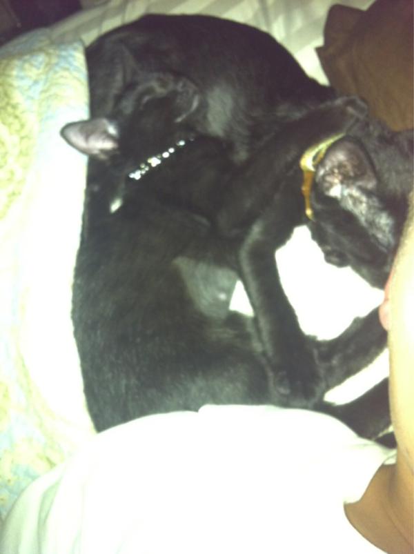 alexkay37's tweet photo. @kat_yvonne 🐱🐱 http://t.co/TFsSXk8i