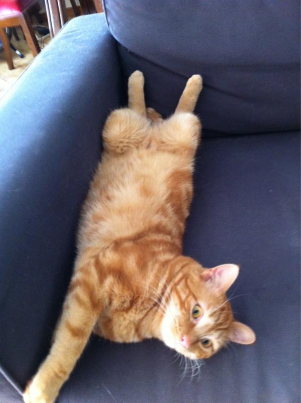 #chatDuJour chat tordu!