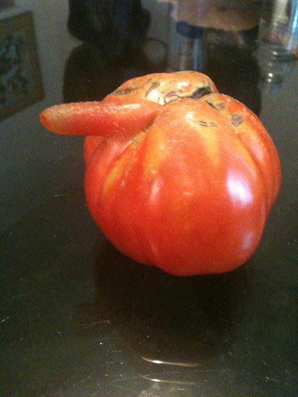 TheComedyDiva's tweet photo. I WAS JUST ATTACKED BY A KILLER TOMATO!!!!!!!! AND I LIKED IT!!!!!!!!! #attackofthekillertomatoes http://t.co/dLvZhykk
