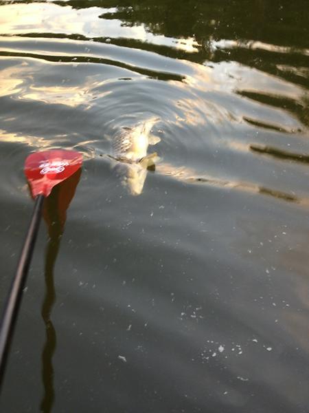 benroot's tweet photo. Big dead carp in the Huron river http://t.co/nhnDPO1V