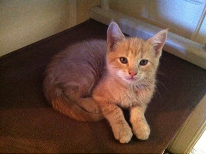 Hey kitty lovers! I have 2 kittens that are looking for families. Precious &amp; sweet http://t.co/7moej