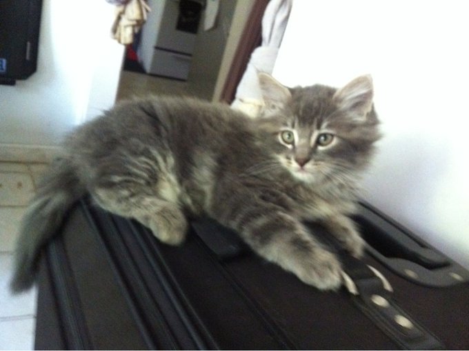 This is Meatball! http://t.co/dk5a3SOG<a href="/tag/sdcc"class="tags"><span>#sdcc</span></a>