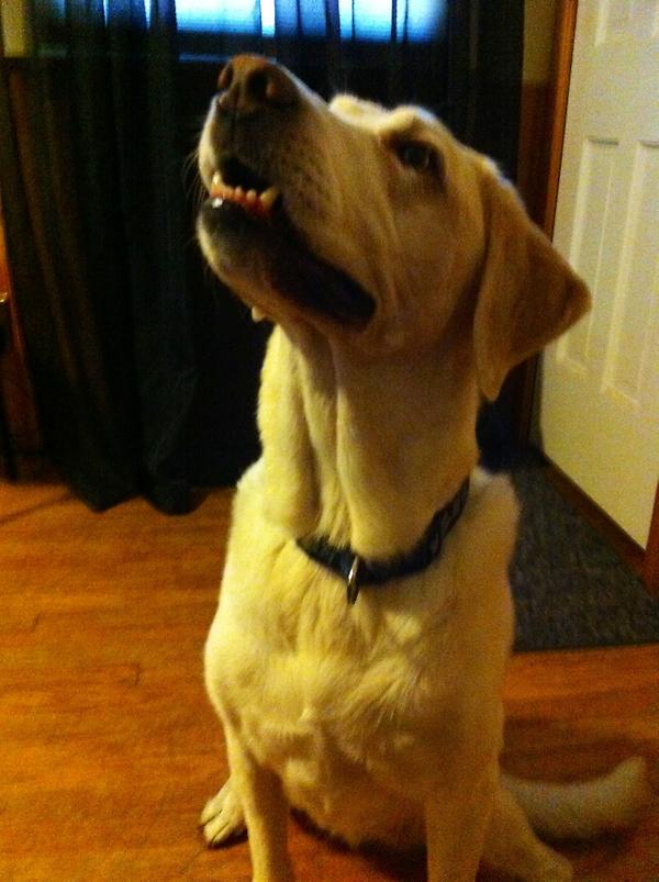 RonSansone's tweet image. #SearchLab is barking about YouTube removing video tags. It&apos;s a move away from human-indicated relevancy to algo only.