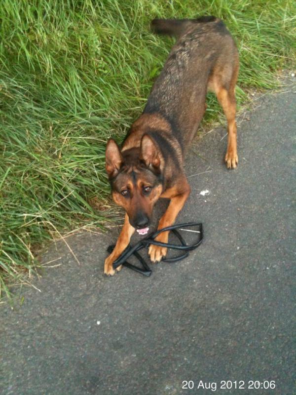 dobie_girl's tweet image. It's mine! I found it hiding in the hedge..someone must have left it there today after puncture #alwaysatwork
