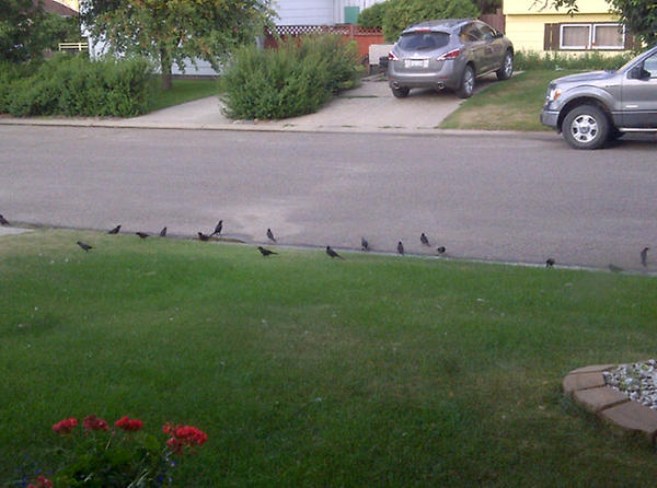 dustinmckay25's tweet image. @SNikolejsin should have let me bring Maxx home #cleanupthestreets