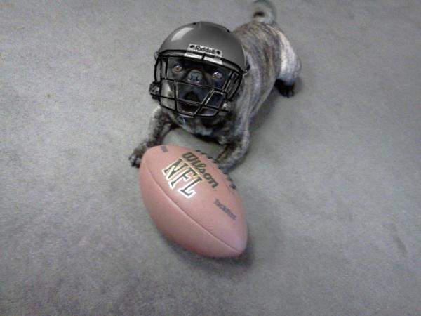 StefanoCorleone's tweet image. @LiLamandaaaG #pugthings