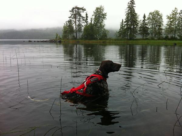 "Lazy" summer is over and it's time for replacing the safe life vest with a free motion/combined harness.