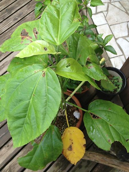 んそあちくき この夏 順調に大きくなったハイビスカスの葉っぱがところどころ茶色くなったり 黄色くなってる なんでだろ 根詰まりかなあ 誰か教えて Http T Co Y9jafer5