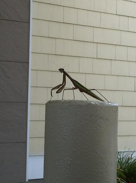 InfoElegant's tweet photo. Friggen huge bug at the drive thru window at the bank. #creepy http://t.co/r7PwUYLE