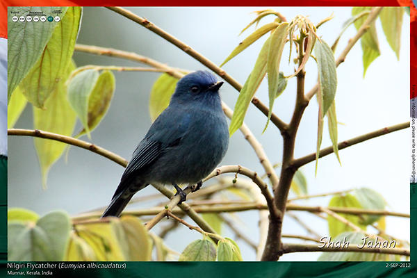 Nilgiri Flycatcher from #Munnar, #Kerala, #India. #Birding, #Birds, #WildlifePhotography, #BirdsOfIndia