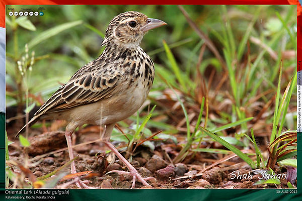 Oriental Lark from #Kalamassery, #Kerala, #India. #Birding, #Birds, #WildlifePhotography, #BirdsOfIndia