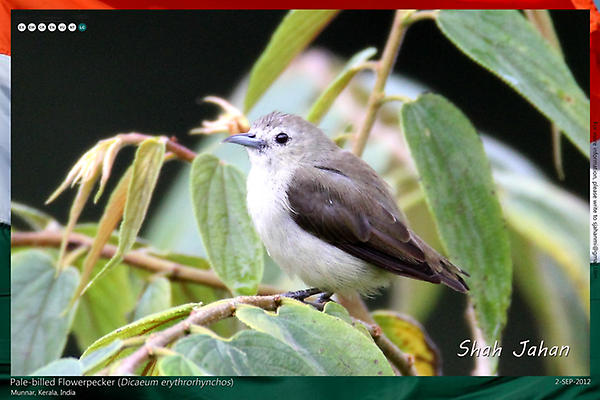 Pale-billed Flowerpecker from #Munnar, #Kerala, #India. #Birding, #Birds, #WildlifePhotography, #BirdsOfIndia