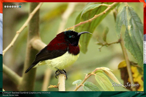 Crimson-backed Sunbird from #Munnar, #Kerala, #India. #Birding, #Birds, #WildlifePhotography, #BirdsOfIndia